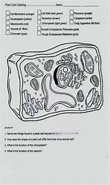 Plant Cell Diagram Labeled Coloring Sheet sketch template