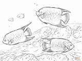 Queen Angelfishes coloring Page  Free Printable Coloring Pages sketch template