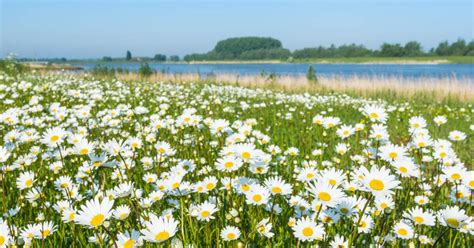 Dutch public selects daisy as national flower of the Netherlands