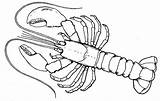 Atlantic Lobster coloring Page  Free Printable Coloring Pages sketch template