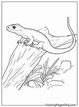Free Printable Lizard Coloring Pages For Kids Animal Place sketch template