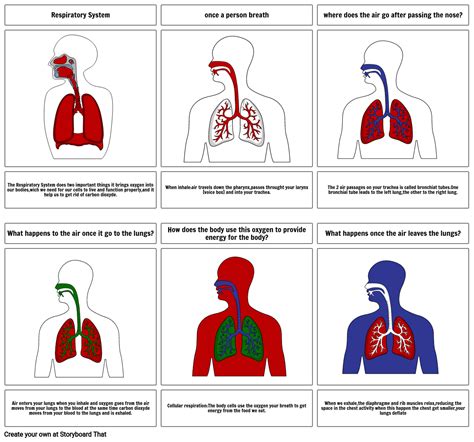 RESPIRATORY SYSTEM Storyboard by abb20f23
