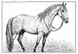 12 Best Horses Coloring Pages Free  Printable – Artlex sketch template