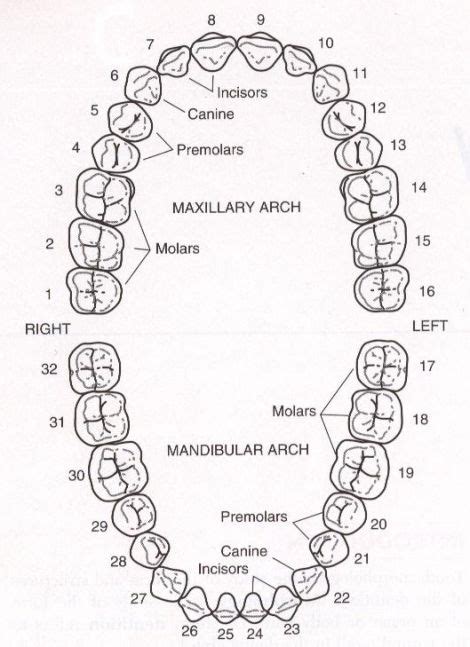 Did you know? That a majority of the population has four wisdom teeth, numbered 1,16 ,17 and 32 ...