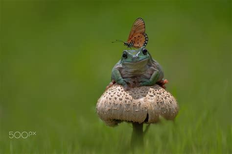 Frog and Butterfley on the Mushroom, Butterfly, Dumpy Frog, Frog, Mushroom - null | Cute frogs ...