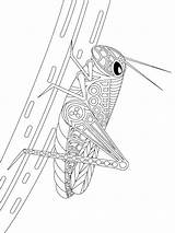 Free Grasshopper coloring pages For Adults sketch template