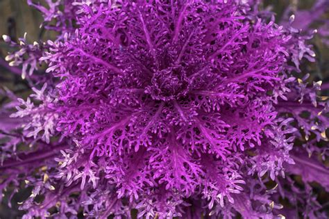 Flowering Kale Peacock Red Photograph by Jenny Rainbow | Pixels