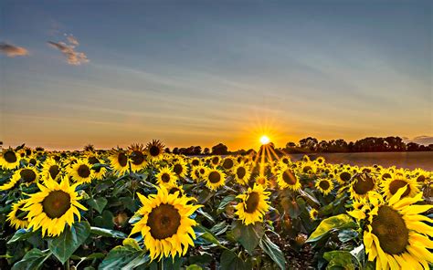 Landscape photography of sunflower field during golden hour HD wallpaper | Wallpaper Flare