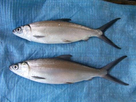 Milkfish - Alchetron, The Free Social Encyclopedia