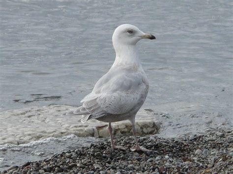 Toronto Wildlife - More Iceland Gulls