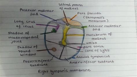 Draw the tympanic membrane with me - YouTube