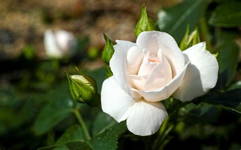 White rose wallpapers and images - wallpapers, pictures, photos