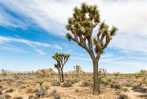 12 Trees That Can Grow In The Desert (And How They Do It) - Tree Journey