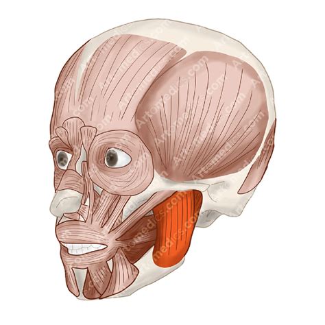 Masseter Muscle (Anterolateral View) - Artomedics Studio