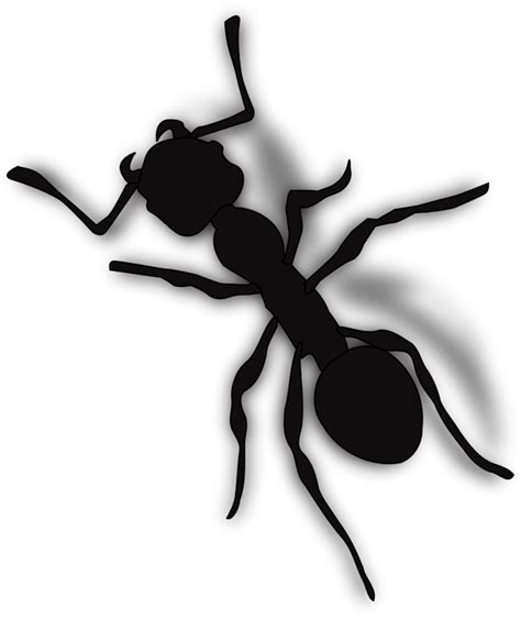 Download Ant, Bug, Nature. Royalty-Free Vector Graphic - Pixabay