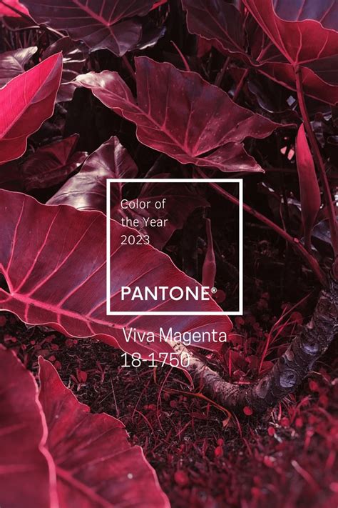 PANTONE® 2023 COLOR MAGENTA | Pantone, Color, Color of the year