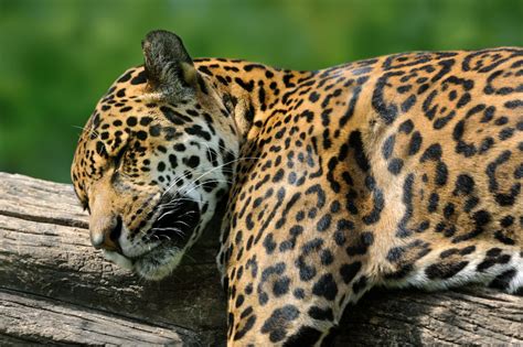 Jaguar Animal Facts