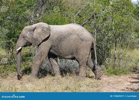 Kruger Elephant stock image. Image of kruger, south - 118659271