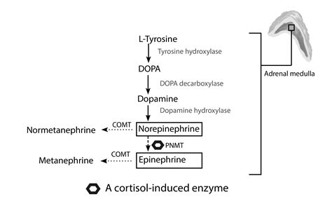 What Are Plasma Metanephrines? - MyEndoConsult