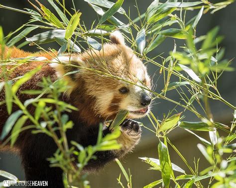 Super Cute Red Panda Munching Some Bamboo in the Artis Zoo in Amsterdam ...