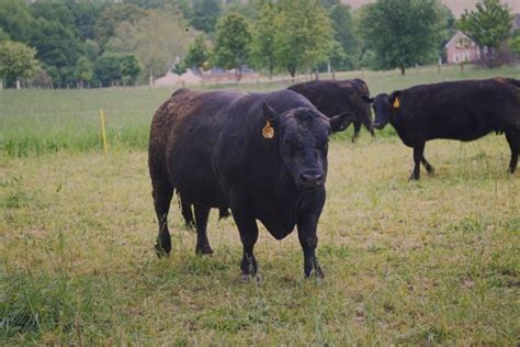 Angus Cattle | Oklahoma State University