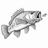 Bass Fish Catches lure coloring Page Lulu Pages sketch template