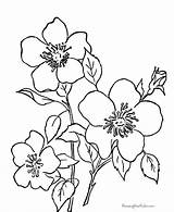 Print Coloring Pages  Coloring sketch template