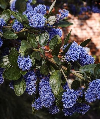 California Lilac Tree. How to Grow Ceanothus. By The Gardener's Network