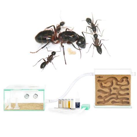 Ant + Habitat Bundles – Ants UK