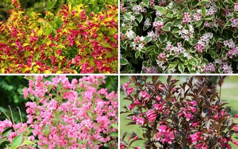 10 Different Types of Weigela (Gorgeous Varieties) - Garden Lovers Club