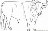 Bull Coloring Pages For Kids sketch template