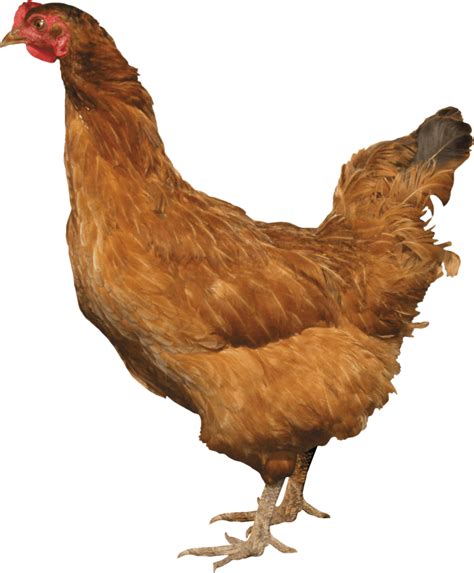 Brown Chicken from side PNG Image - PurePNG | Free transparent CC0 PNG Image Library