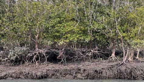 Sunderban social forestry areas are under threat - The Sunday Guardian Live