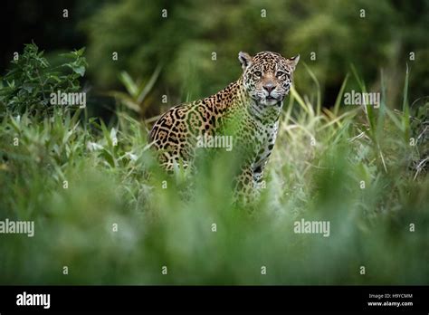 American jaguar male in the nature habitat, panthera onca, wild brasil ...