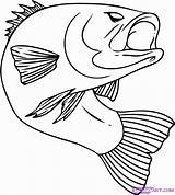 Jumping Fish Coloring Pages  Home sketch template