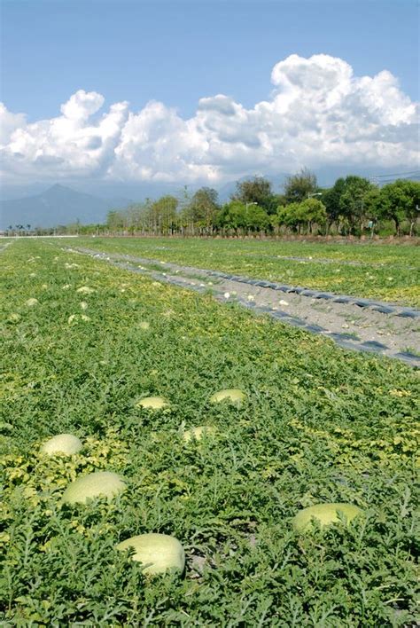 Watermelon farm stock photo. Image of rural, seedling - 13654462