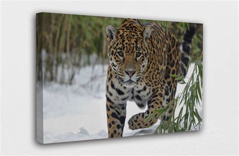 Beautiful Jaguar in a Snow Canvas Wall Art Design Poster | Etsy