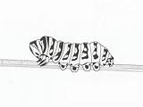 Free Printable Caterpillar Coloring Pages For Kids sketch template