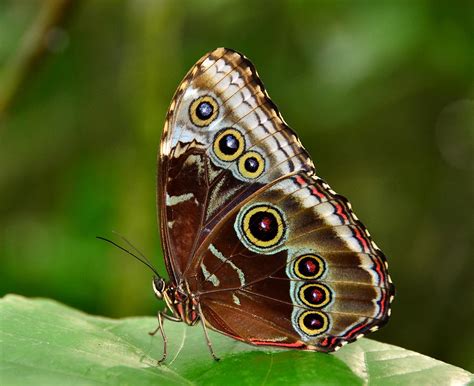 Blue Morpho Butterfly (Morpho paleides) underside, Costa R… | Flickr
