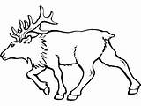 Elk Or Wapiti Coloring Pages And Printable Activities sketch template