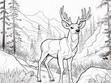 Printable Mule Deer Coloring Page  sketch template