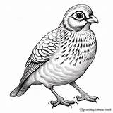 Quail Coloring Pages  Free & Printable sketch template