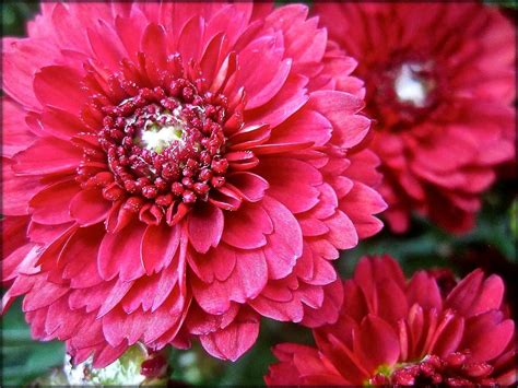 Dendranthema Grandiflorum: Explore Chrysanthemum Care Tips & Info - Plantiago
