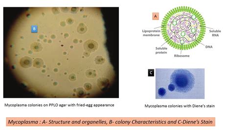 Mycoplasma: Introduction, Characteristics, Pathogenecity, Lab Diagnosis