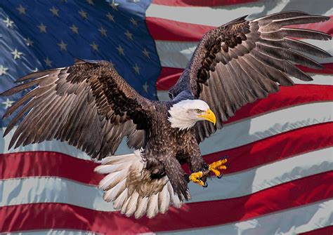 USA Bald Eagle | For my American Friends | Andy Morffew | Flickr