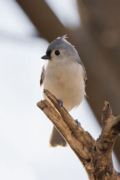 Bird Informer: Tufted Titmouse: Bird Identification, Habits, Facts, Nesting