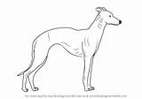 Whippet Coloring Pages sketch template