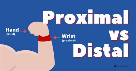 Proximal vs Distal (Examples, Diagram) - Nurse Money Talk