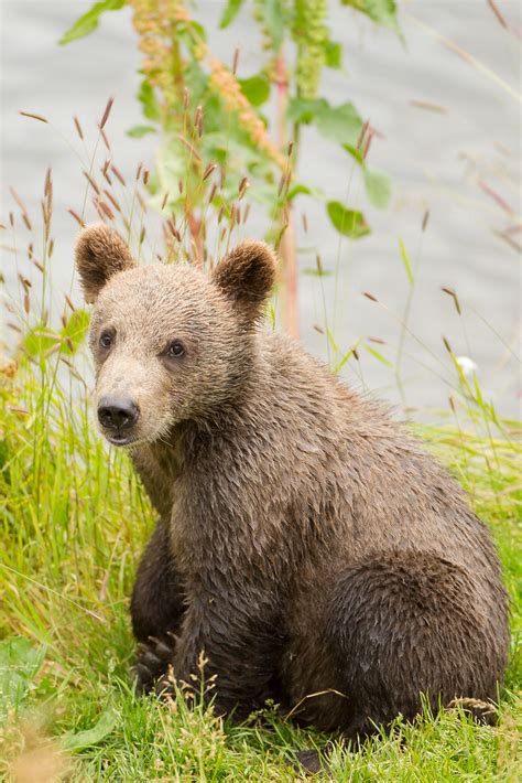 Baby bear | A tiny bear cub looks around while the mother be… | Flickr