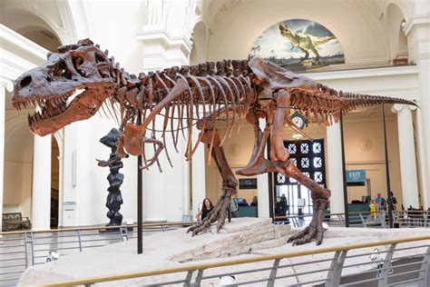 Tyrannosaurus Rex Free Stock Photo - Public Domain Pictures